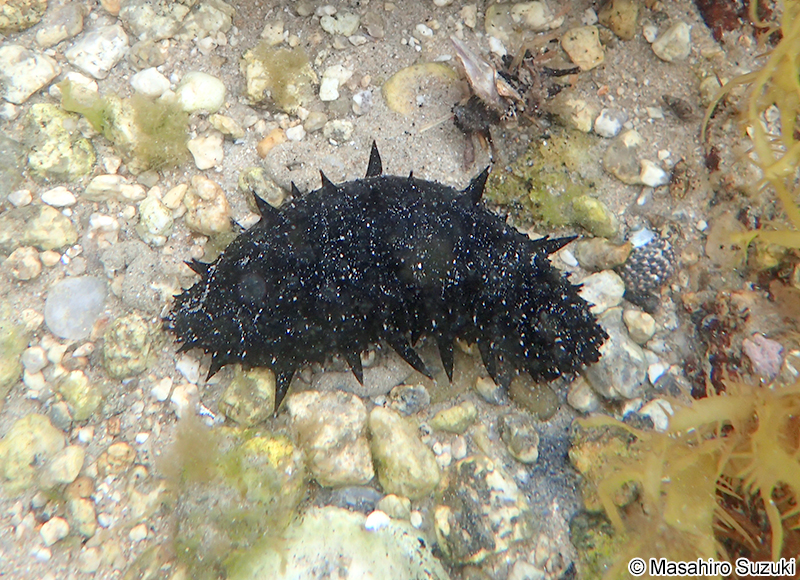 マナマコ Apostichopus armatus