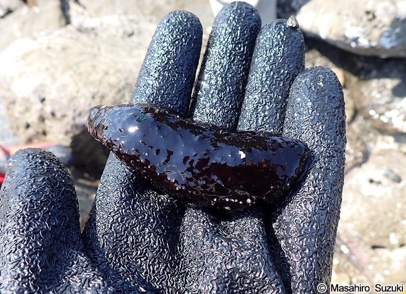 マナマコ Apostichopus armatus