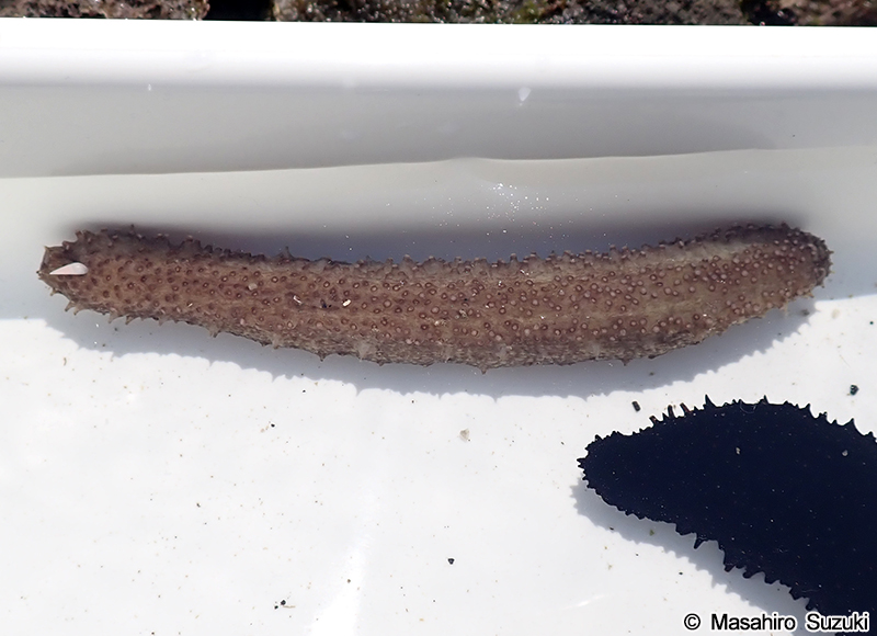 マナマコ Apostichopus armatus