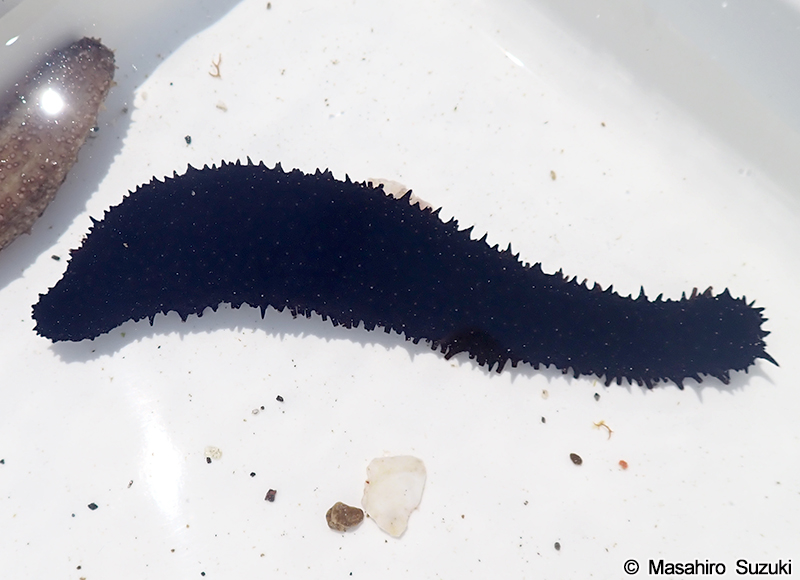 マナマコ Apostichopus armatus