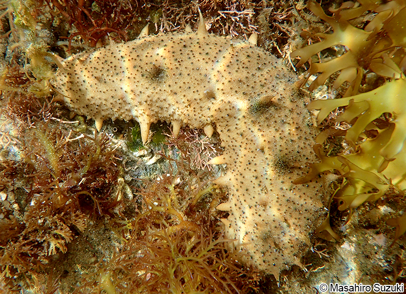 マナマコ Apostichopus armatus