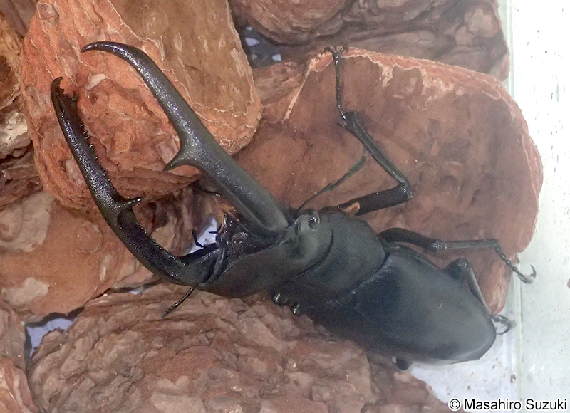 マンディブラリスフタマタクワガタ Hexarthrius mandibularis