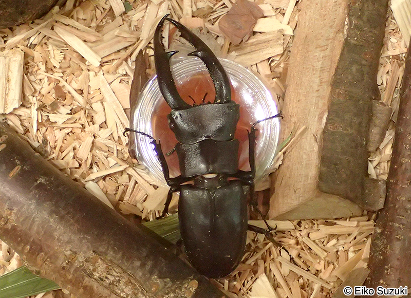 マンディブラリスフタマタクワガタ Hexarthrius mandibularis