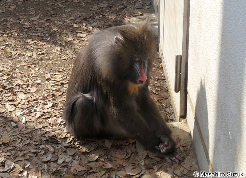 マンドリル Mandrillus sphinx