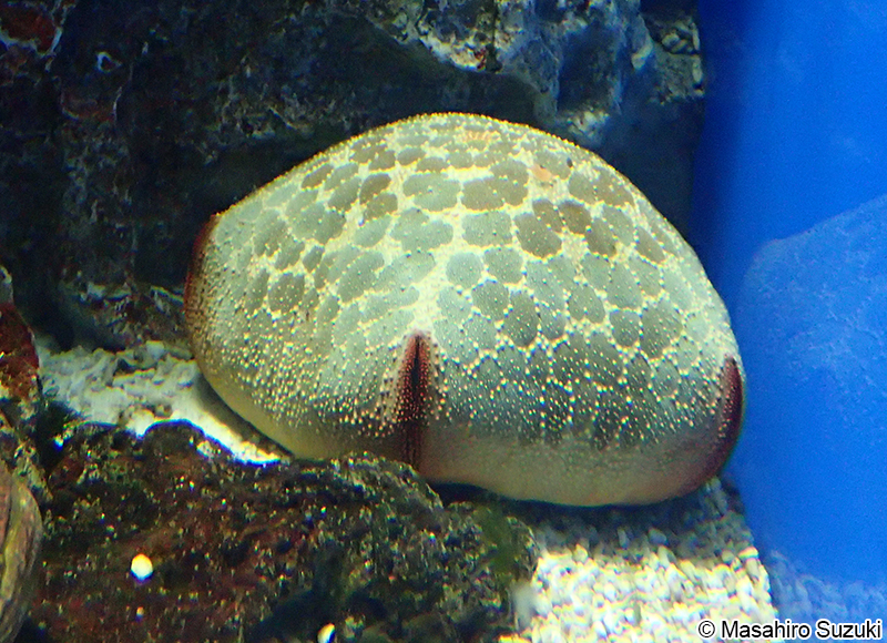 マンジュウヒトデ Culcita novaeguineae