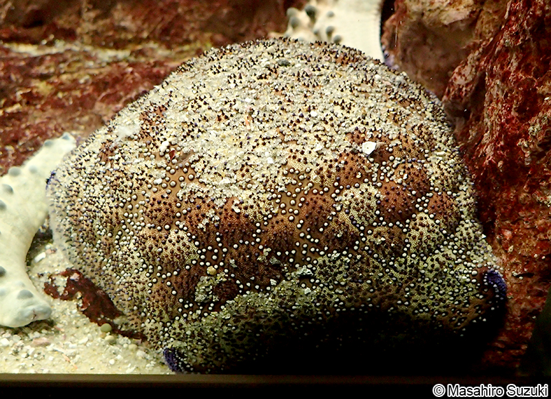 マンジュウヒトデ Culcita novaeguineae