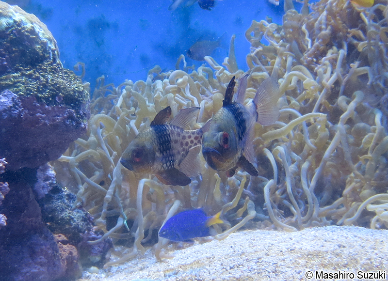 マンジュウイシモチ Sphaeramia nematoptera