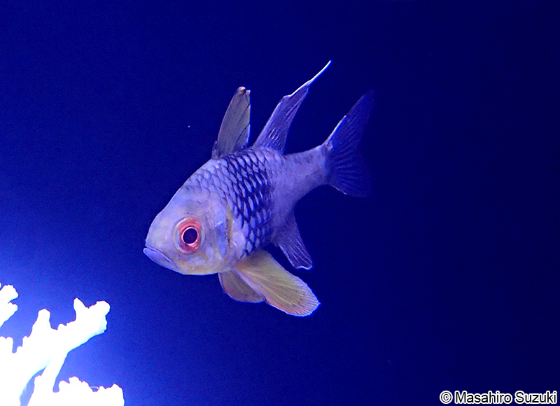 マンジュウイシモチ Sphaeramia nematoptera