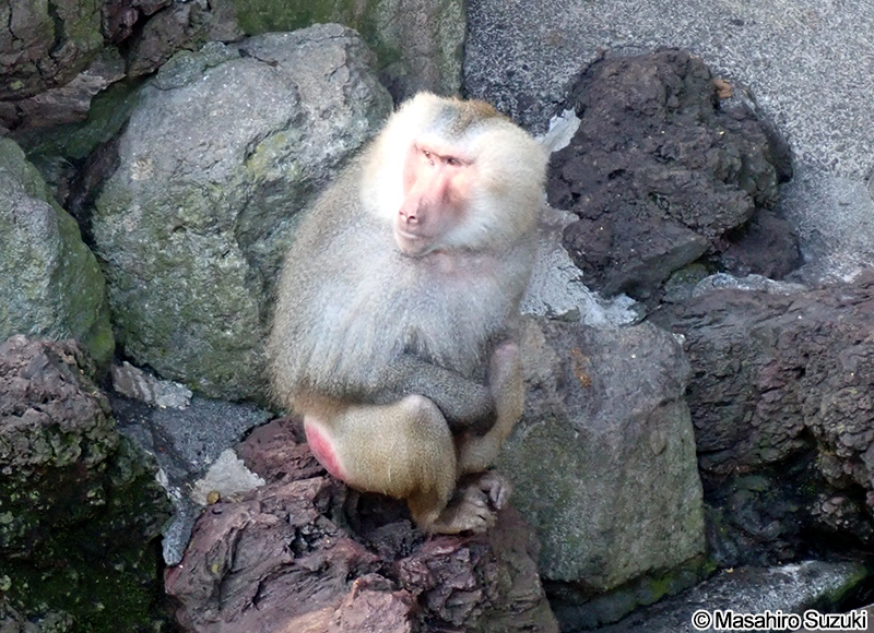 マントヒヒ Papio hamadryas
