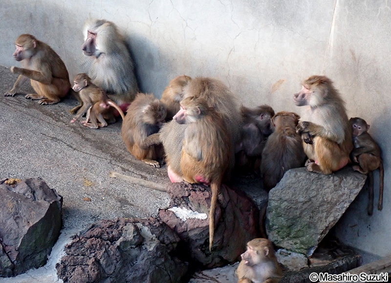 マントヒヒ Papio hamadryas