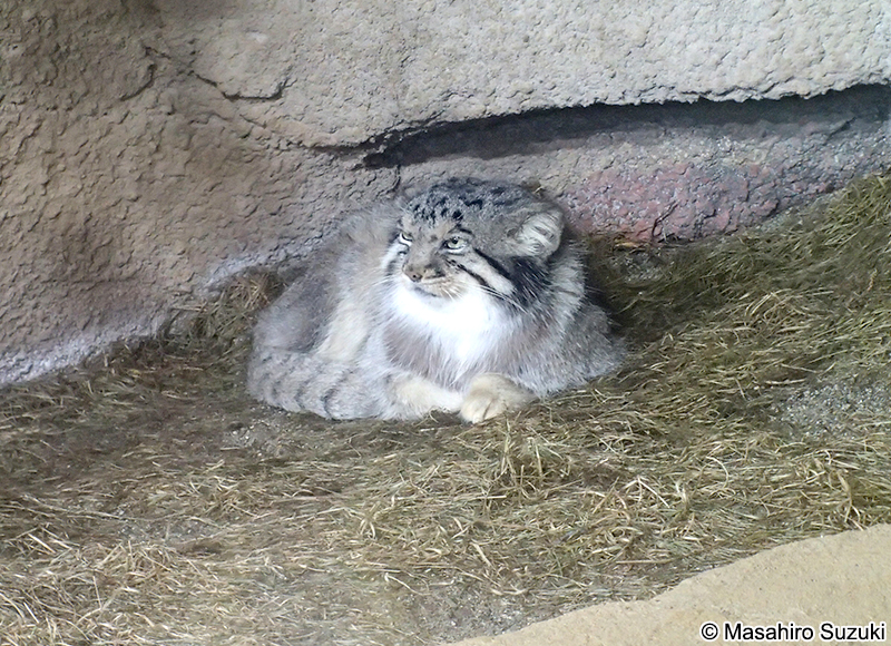 マヌルネコ Otocolobus manul