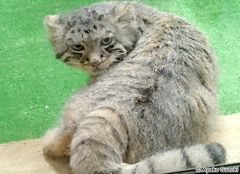 マヌルネコ Otocolobus manul