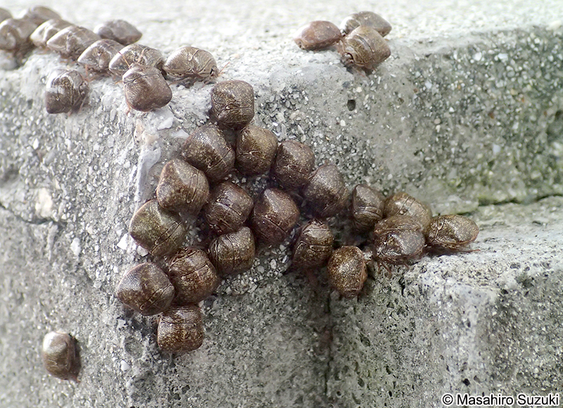 マルカメムシ Megacopta punctatissima