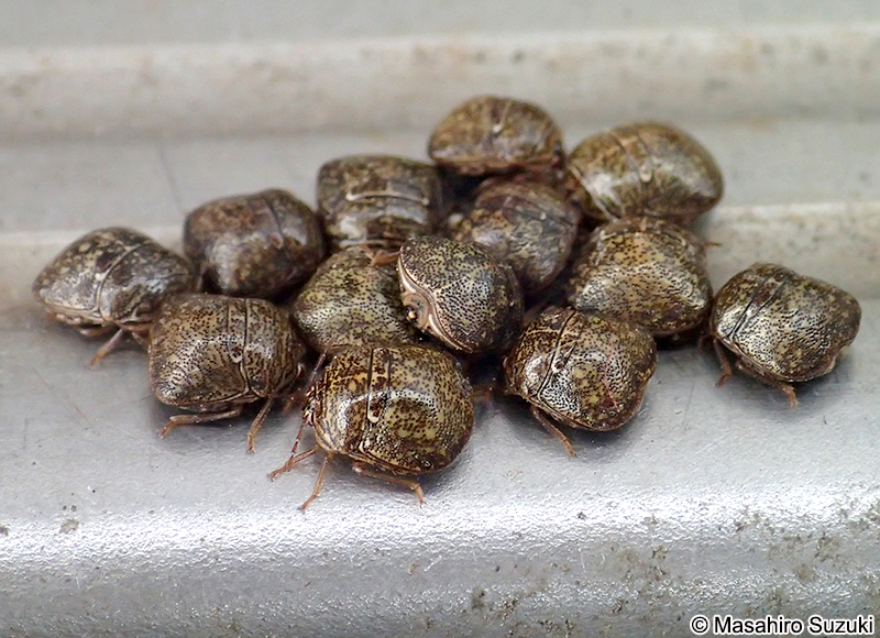 マルカメムシ Megacopta punctatissima