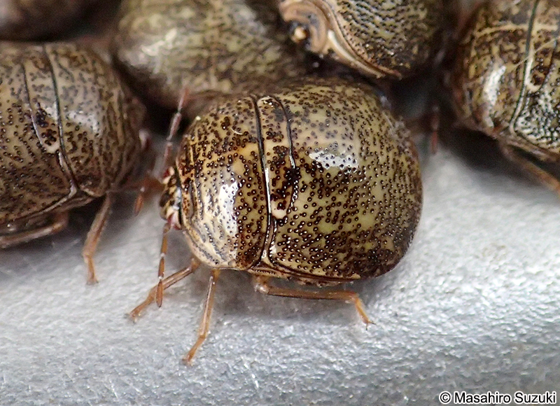 マルカメムシ Megacopta punctatissima