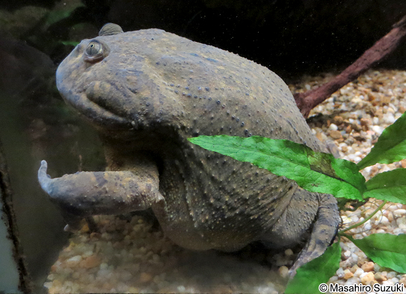 マルメタピオカガエル Lepidobatrachus laevis