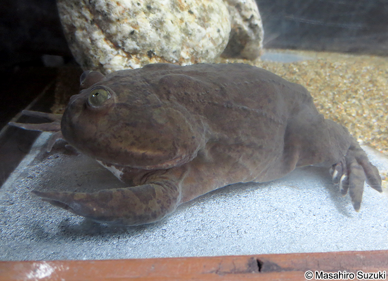 マルメタピオカガエル Lepidobatrachus laevis