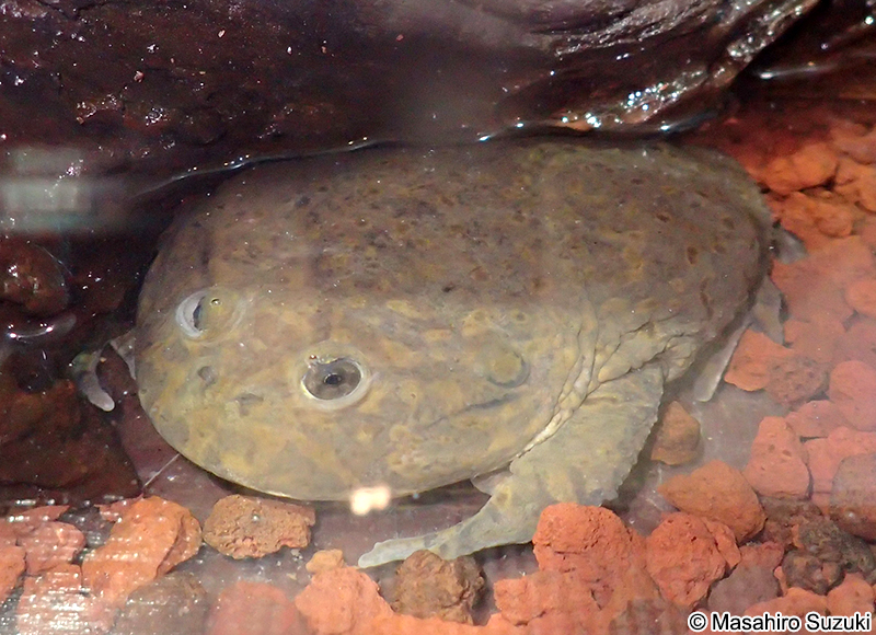 マルメタピオカガエル Lepidobatrachus laevis