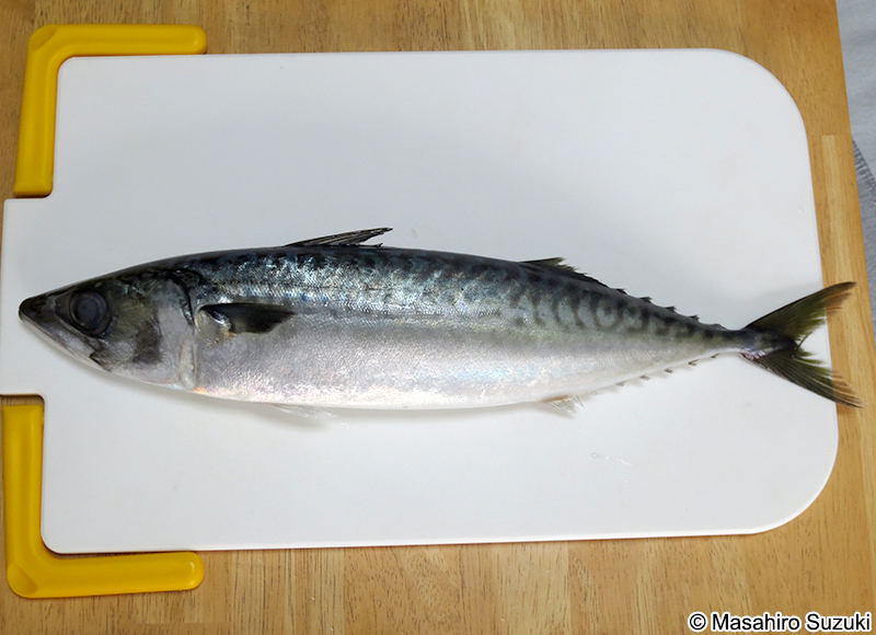 マサバ Scomber japonicus