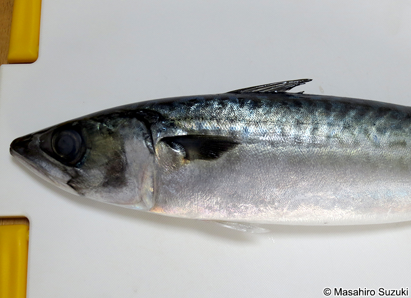 マサバ Scomber japonicus