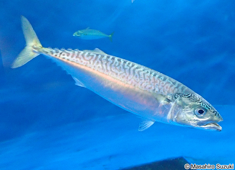 マサバ Scomber japonicus