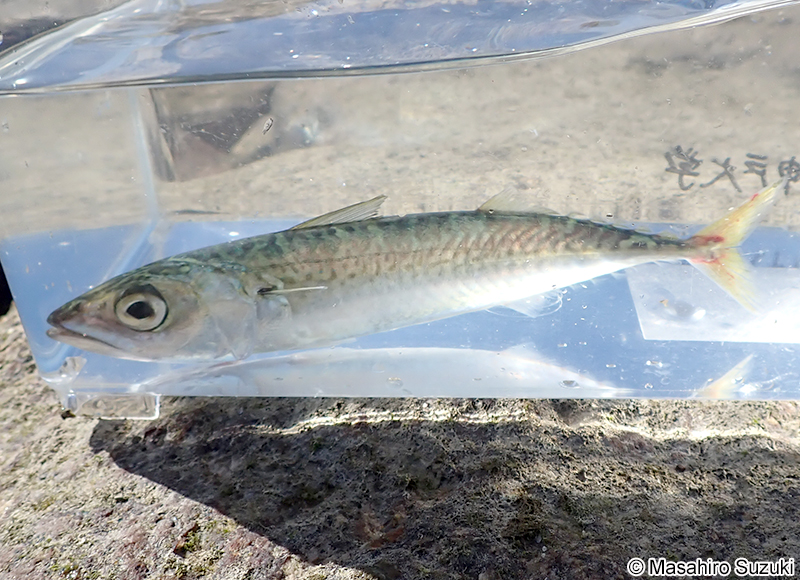 マサバ Scomber japonicus