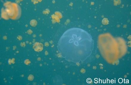 ゴールデンジェリーフィッシュ Mastigias papua remeliiki