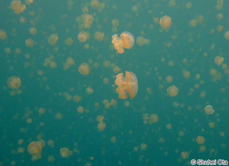 ゴールデンジェリーフィッシュ Mastigias papua remeliiki