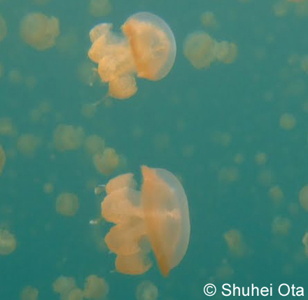 ゴールデンジェリーフィッシュ Mastigias papua remeliiki