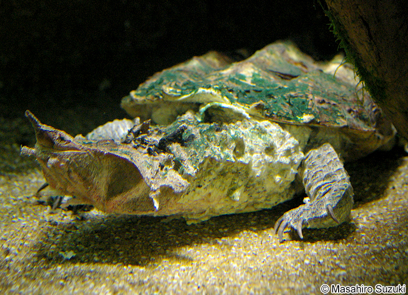 マタマタ Chelus fimbriatus