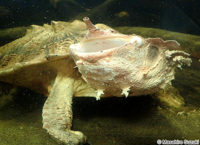 マタマタ Chelus fimbriatus
