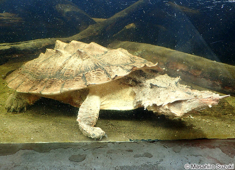 マタマタ Chelus fimbriatus