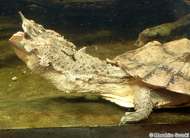 マタマタ Chelus fimbriatus