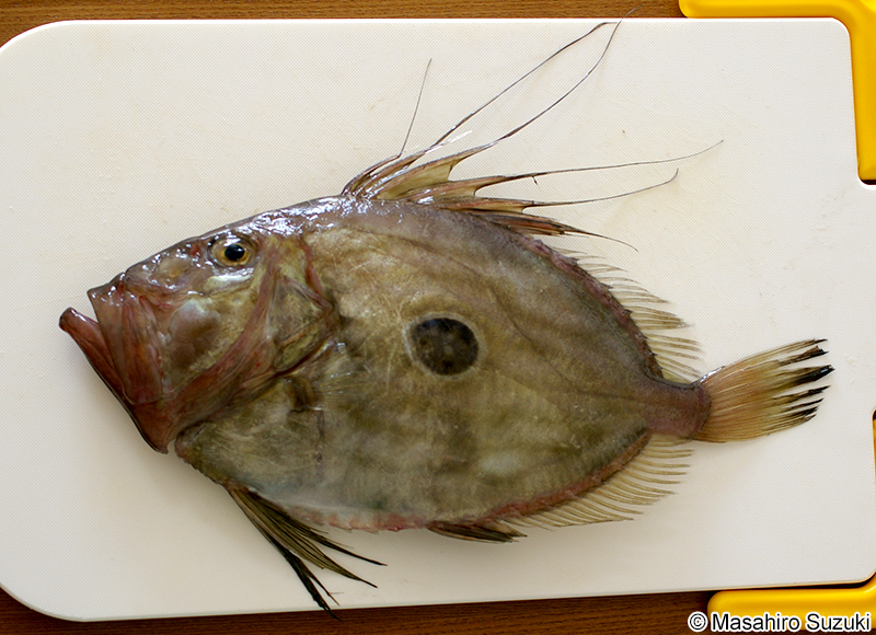 マトウダイ Zeus faber