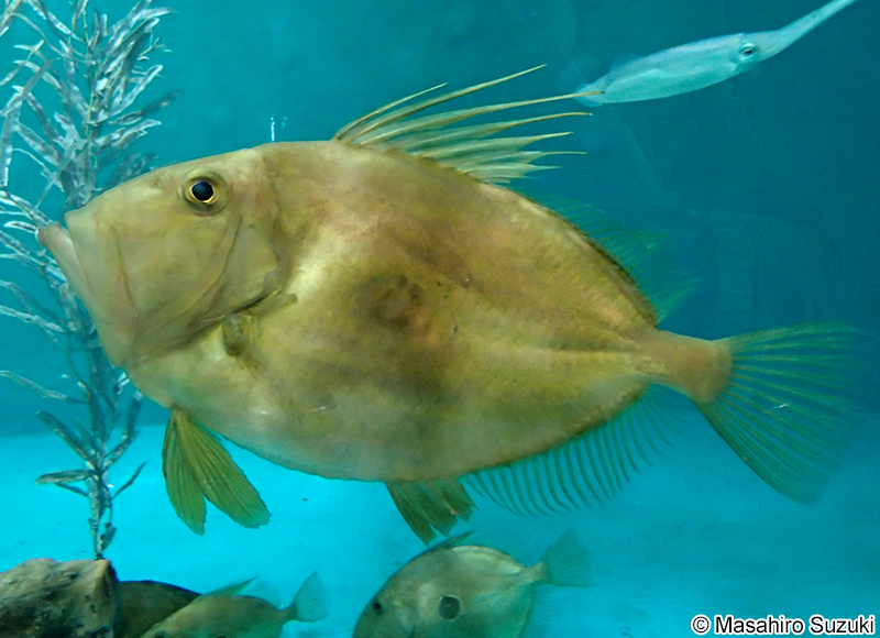 マトウダイ Zeus faber
