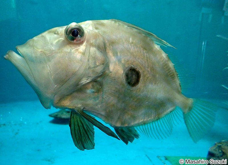 マトウダイ Zeus faber