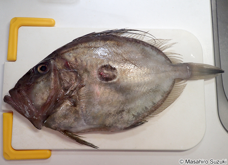 マトウダイ Zeus faber