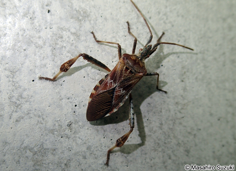 マツヘリカメムシ Leptoglossus occidentalis