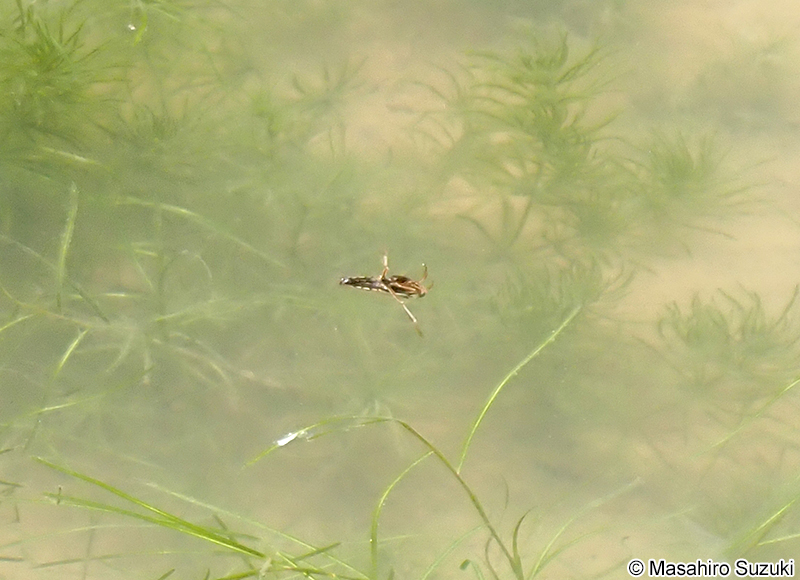 マツモムシ Notonecta triguttata