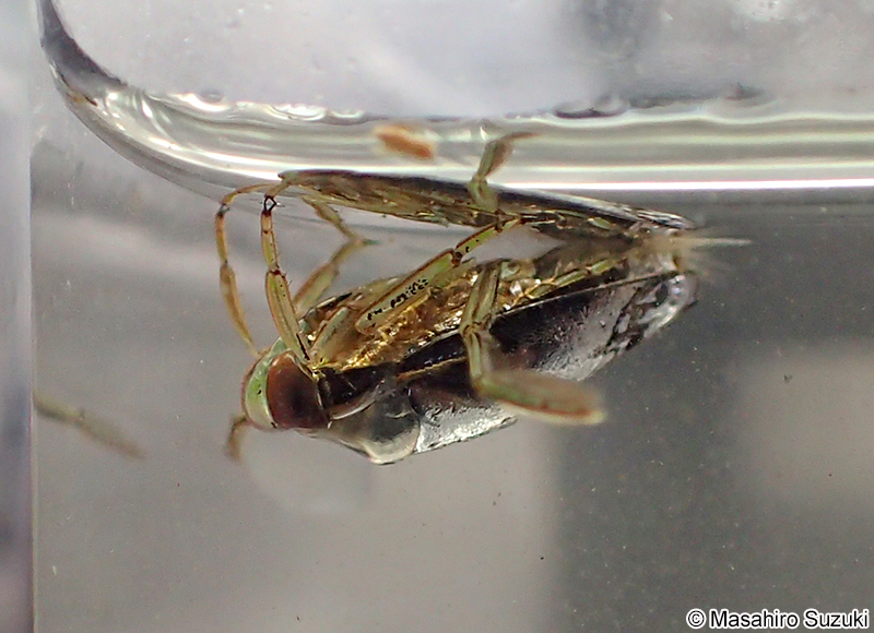 マツモムシ Notonecta triguttata