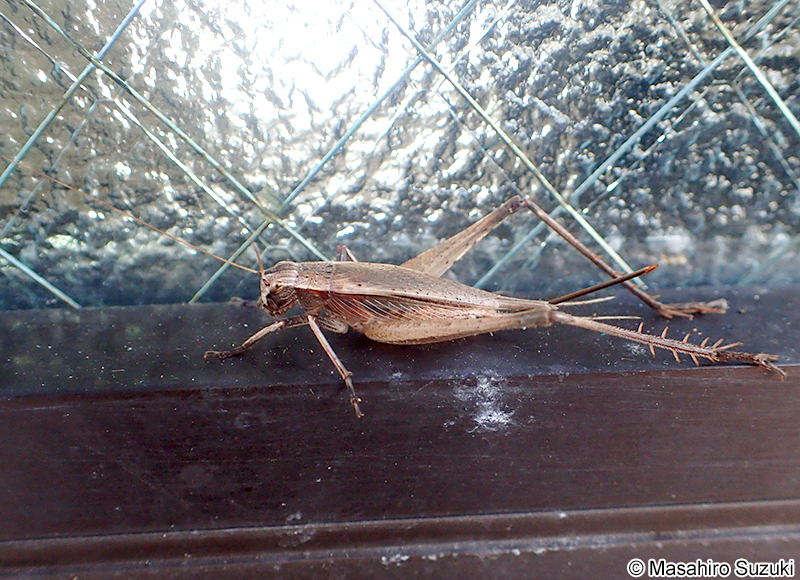 マツムシ Xenogryllus marmoratus
