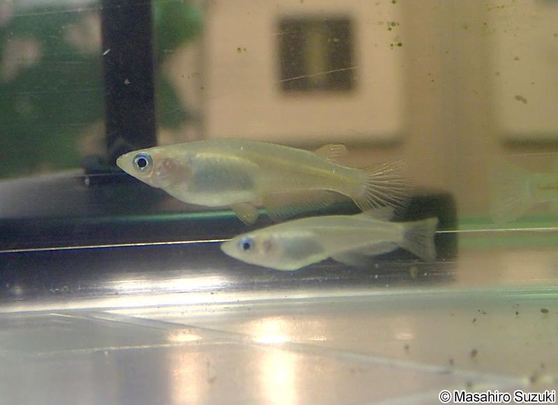 メダカの1種 Oryzias sp.
