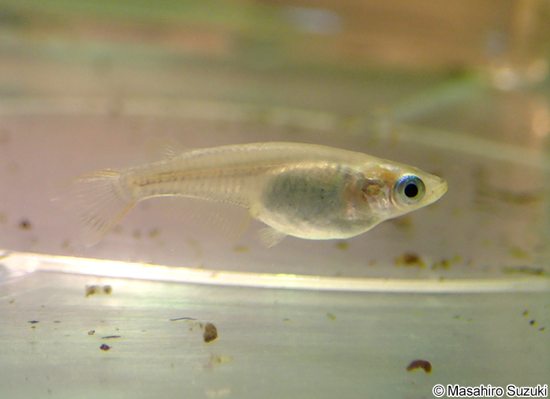メダカの1種 Oryzias sp.