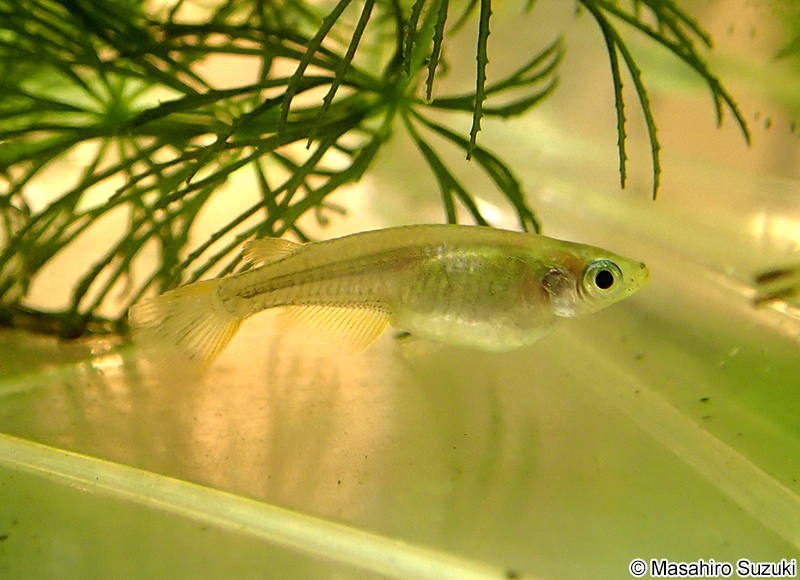 メダカの1種 Oryzias sp.