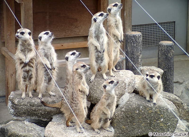 ミーアキャット Suricata suricatta