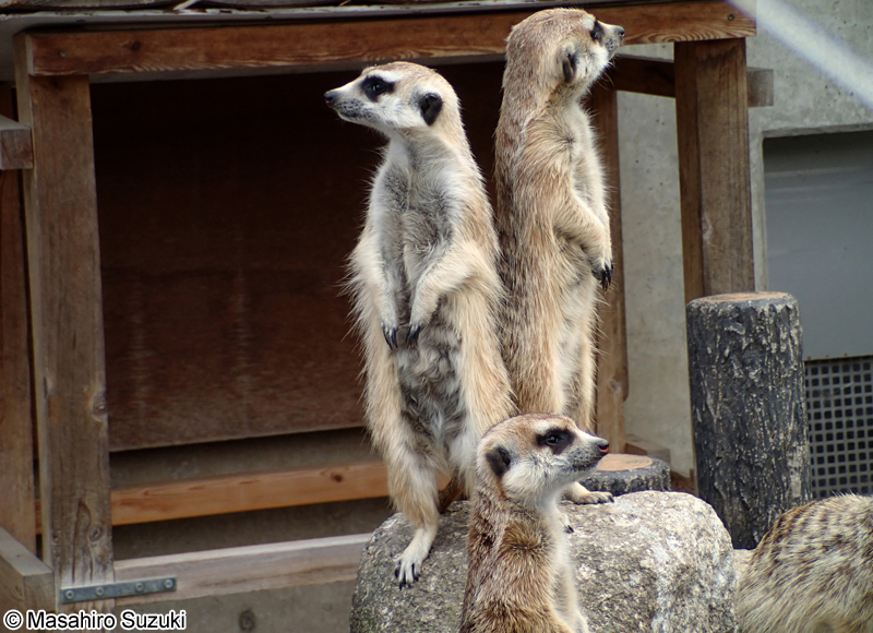 ミーアキャット Suricata suricatta