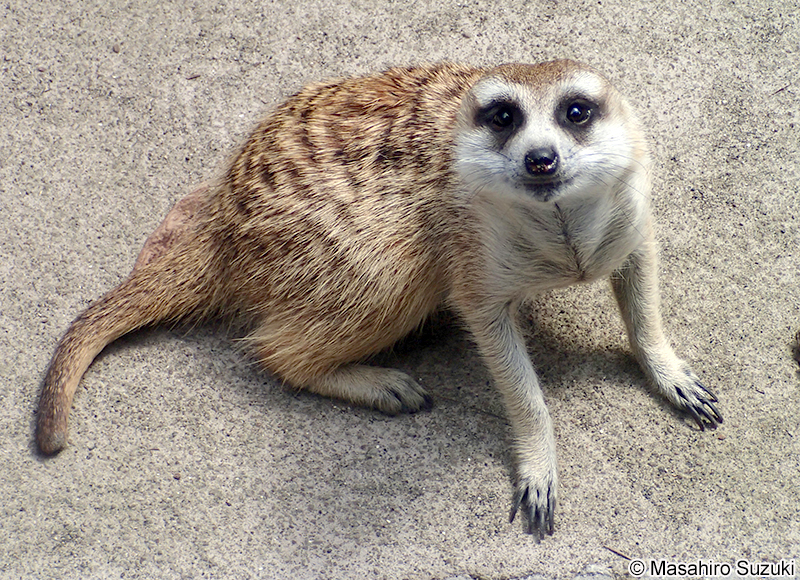 ミーアキャット Suricata suricatta