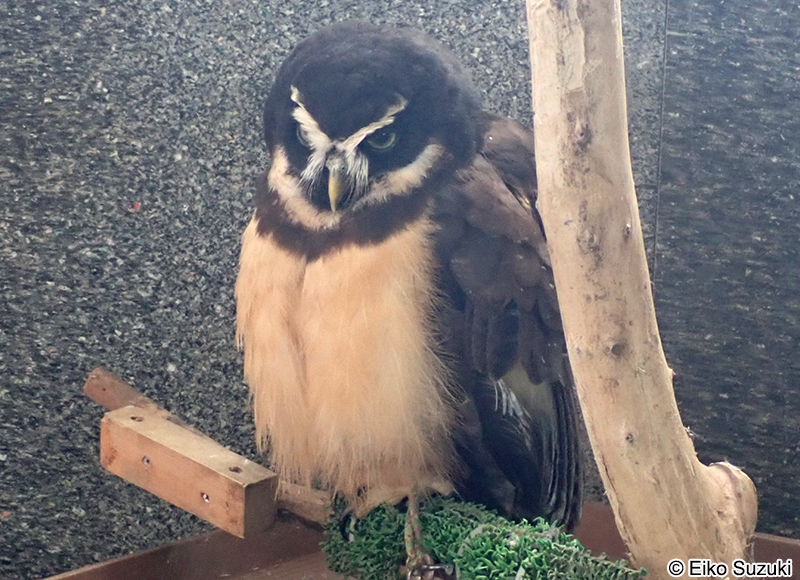 メガネフクロウ Pulsatrix perspicillata