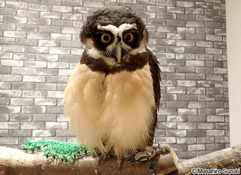 メガネフクロウ Pulsatrix perspicillata