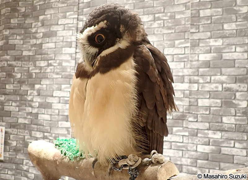 メガネフクロウ Pulsatrix perspicillata